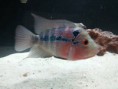 FLOWER HORN 12CM